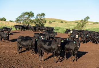 CAB Insider: Cattle, Grain and Carcass Price Signals Mixed