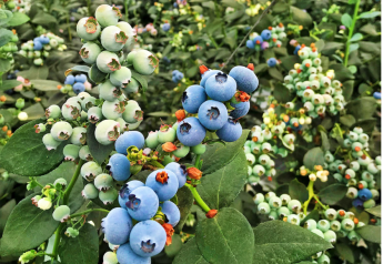 Mexican and Californian blueberry production driving strong spring season for Berry People