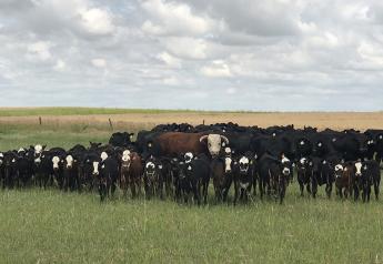 6 Tips to Prepare Your Herd for Breeding Season 