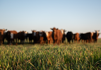 US Beef Industry is the Most Sustainable