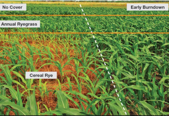 Terminating Cover Crops This Spring? You Might Need Options To Glyphosate