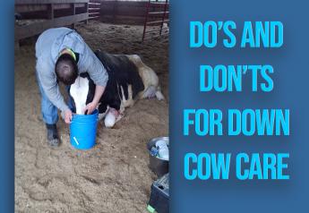 Do’s and Don’ts for Down Cow Care
