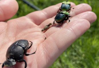 Cattlemen Value Dung Beetles, Earthworms In Pasture Management 