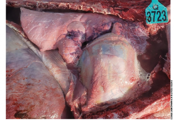 Post Mortem Question: What is the diagnosis for this steer found dead at 85 days on feed?