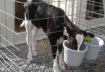 The Danger of Dehydrated Calves