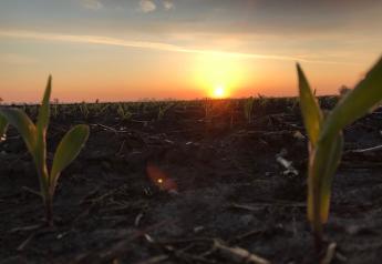 Strong corn condition rating to kick off season