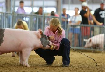 6 Ways to Protect Pigs and People at the County Fair