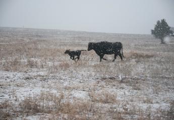 Managing Cows and Calves During Weather Swings