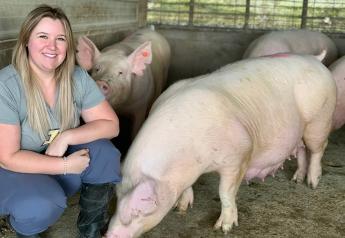 Research Could Help Identify Infertility in Breeding Hogs Earlier