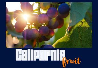 Ten years shows big changes for California summer fruit