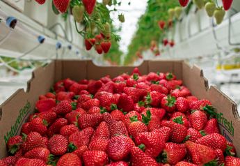 Nature Fresh Farms adds strawberry acreage
