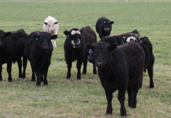 Manage Shrink when Marketing Weaned Calves this Fall
