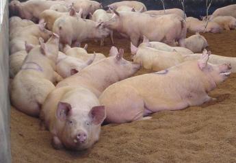 Pork Producers Ask Judge for Partial Ruling in Question 3 Case