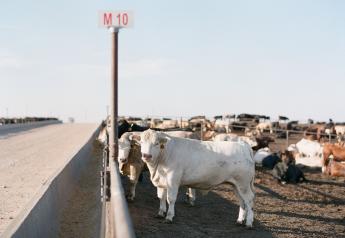 Cattle Markets Surge Higher In Spring Rally