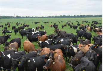 Veterinarians Address Rising Mortality Levels In Dairy Herds