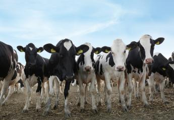 The “Sweet Spot” for Pre-calving Heifer Growth