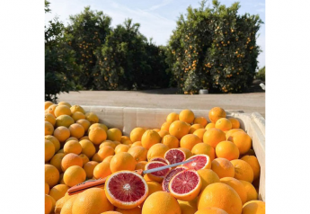 Specialty citrus varieties available for spring season