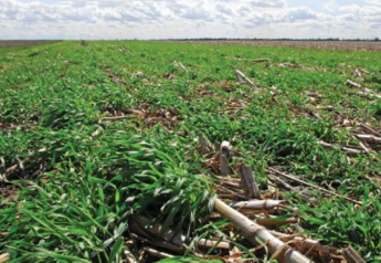 Consider Planting These Cover Crops After Silage Harvest
