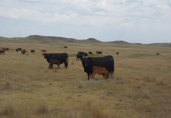 Supplementing Beef Cows Grazing Dormant Native Range