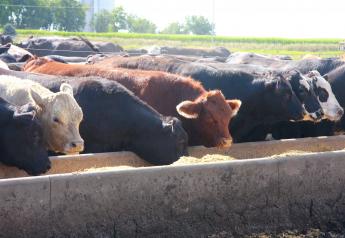 Can Distiller’s Grains Cubes Replace Traditional Supplements for Stockers in the Late Summer?
