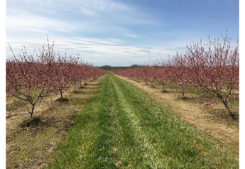 New Jersey peach growers optimistic 