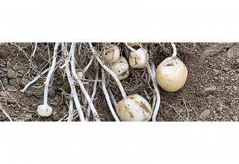 USDA deregulates Simplot genetically engineered potato