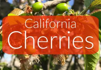 California cherry crop prospects bright