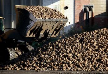 Frost Damage to French Sugar Beets is Worst Ever, Grower Group Says