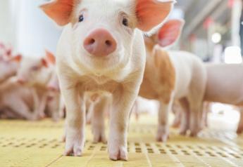 5 Reasons to use Biolys® in swine diets 