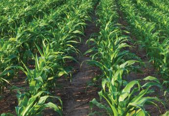 Corn, soybean and spring wheat CCI ratings drop