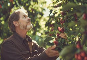 CMI Orchards looks for strong cherry supplies