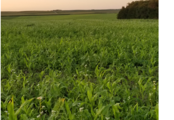 My Road to Using Cover Crops