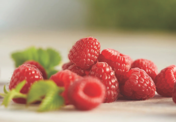 Raspberries continue to make gains in consumption
