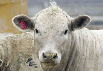 Cattle Trade Higher, Beef Continues Rally
