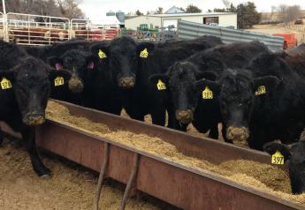 Stocker And Feeder Cattle Lower As Drought Intensifies