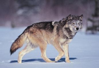 Agriculture and Forestry Coalition Moves to Defend Gray Wolf Delisting