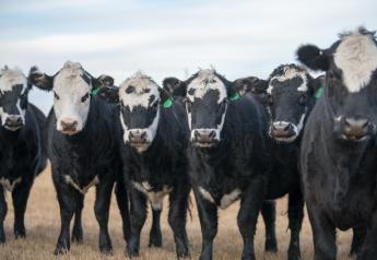 Selection of Replacement Heifers - Reproductive Tract Scoring – Spring 2023 