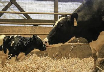 3 Ways to Meet the Energy Needs of Young Calves in Winter