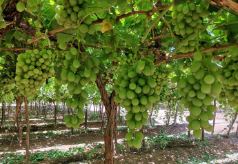 California grape shipments running slightly stronger than 2020
