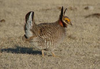 Service Seeks Comment on Proposal to List the Lesser Prairie-Chicken under the Endangered Species Act