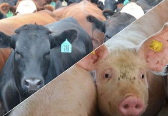 Pork Exports Jump, Beef Shipments Slump