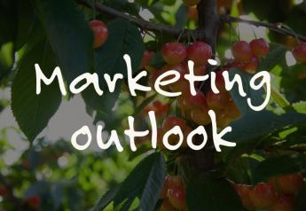 Cherries: Marketing outlook
