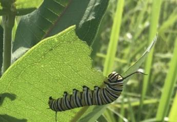 Research Predicts Benefits to Monarchs from Habitat Planted Near Fields