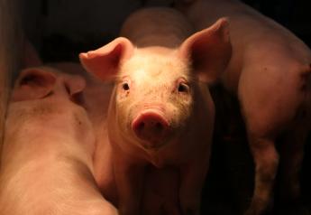 A Green Gel May Save You Time Vaccinating Pigs, Cline Says