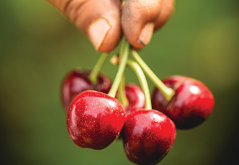 Cherry growers seek out improved varieties