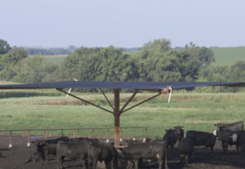 Angus VNR: Shade and Cattle Performance