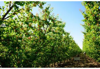 Optimism Behind Stemilt’s Artisan Organics™ Apricot Crop