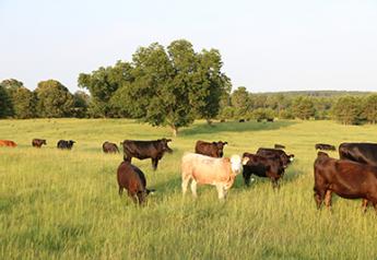 Kansas State Releases New Record-Keeping App For Cattle 