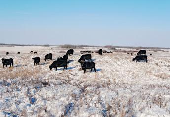 Cold Weather Nutrition Needs in Beef Cows