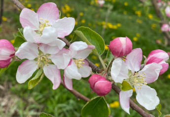 United Apple: Spring blooms strong for Eastern tree fruit